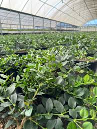 Attēlu rezultāti vaicājumam “Cribraria macrocarpa”