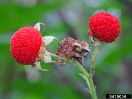Attēlu rezultāti vaicājumam “Rubus parviflorus fruit”