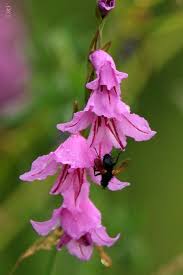 Attēlu rezultāti vaicājumam “Gladiolus imbricatus flower”