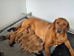 Image result for Farnley Tyas  BC