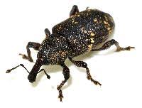 Attēlu rezultāti vaicājumam “Hylobius abietis”