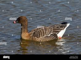Attēlu rezultāti vaicājumam “Anser brachyrhynchus”