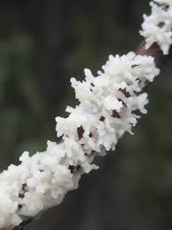 Attēlu rezultāti vaicājumam “Physaraceae”