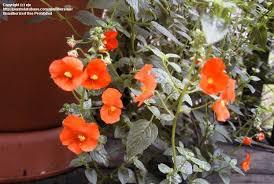 Image result for Alonsoa liniflora