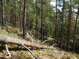 Attēlu rezultāti vaicājumam “Hapalopilus aurantiacus”