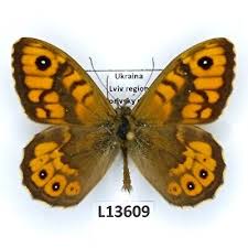 Attēlu rezultāti vaicājumam “Lasiommata megera male”