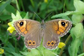Attēlu rezultāti vaicājumam “Lasiommata maera underside”