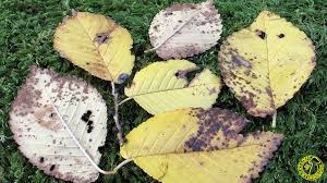 Attēlu rezultāti vaicājumam “Mycosphaerella ulmi”