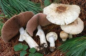 Attēlu rezultāti vaicājumam “Agaricus”