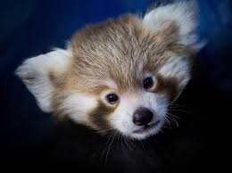 Image result for pandas