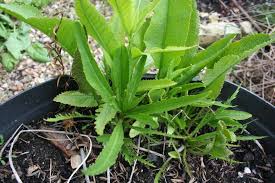 Attēlu rezultāti vaicājumam “Armoracia rusticana bud”