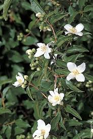 Attēlu rezultāti vaicājumam “Philadelphus lemoinei flower”