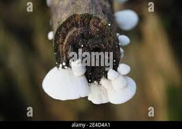 Attēlu rezultāti vaicājumam “Crepidotus versutus”