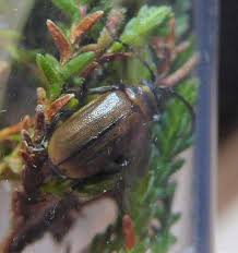 Attēlu rezultāti vaicājumam “Lochmaea caprea”