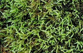 Attēlu rezultāti vaicājumam “Brachythecium rivulare”