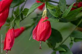 Attēlu rezultāti vaicājumam “Malvaceae”