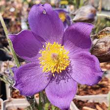 Attēlu rezultāti vaicājumam “Pulsatilla patens”