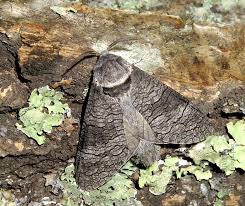 Attēlu rezultāti vaicājumam “Lamellocossus terebra”