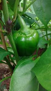 Afbeeldingsresultaat voor california wonder 300 sweet pepper