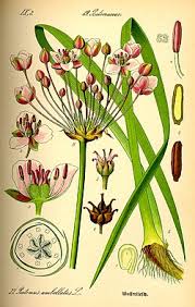 Attēlu rezultāti vaicājumam “Butomus umbellatus”