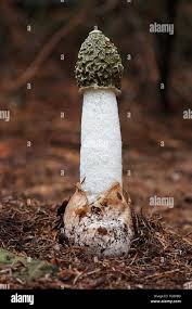 Attēlu rezultāti vaicājumam “Phallus impudicus”