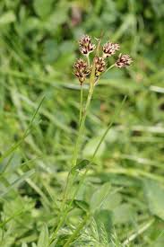 Attēlu rezultāti vaicājumam “Luzula multiflora”