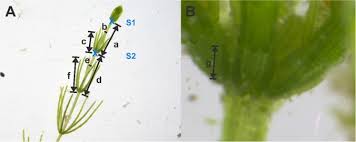 Attēlu rezultāti vaicājumam “Chara globularis”
