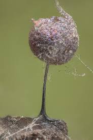 Attēlu rezultāti vaicājumam “Lamproderma debile spores”