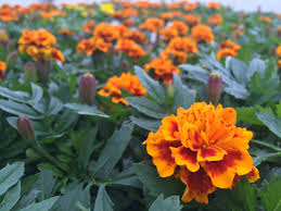 Attēlu rezultāti vaicājumam “Tagetes flower”