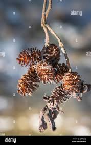 Attēlu rezultāti vaicājumam “Alnus incana fruit”