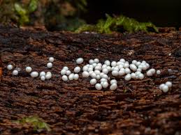 Attēlu rezultāti vaicājumam “Didymium megalosporum spores”