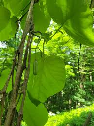 Attēlu rezultāti vaicājumam “Aristolochia durior leaf”