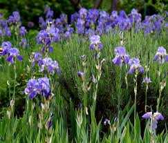 Image result for Iris