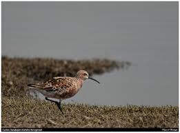 Attēlu rezultāti vaicājumam “Calidris ferruginea adult”