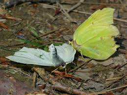 Attēlu rezultāti vaicājumam “Gonepteryx rhamni male”