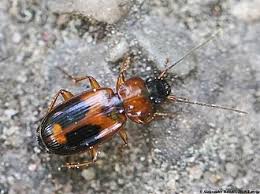 Attēlu rezultāti vaicājumam “Badister bullatus”