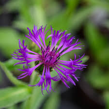 Attēlu rezultāti vaicājumam “Centaurea”