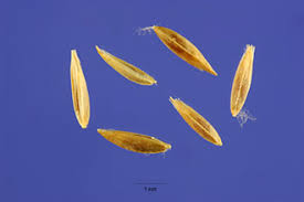 Attēlu rezultāti vaicājumam “Poa trivialis”