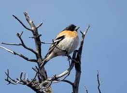 Attēlu rezultāti vaicājumam “Fringilla montifringilla”