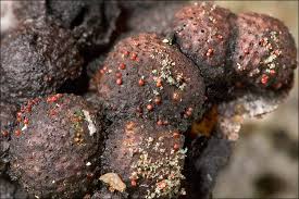 Attēlu rezultāti vaicājumam “Nectria episphaeria”