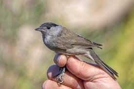 Attēlu rezultāti vaicājumam “Sylvia atricapilla male”