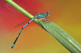 Attēlu rezultāti vaicājumam “Coenagrionidae”