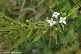 Attēlu rezultāti vaicājumam “Thesium alpinum flower”