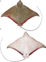 Image result for Aetomylaeus bovinus