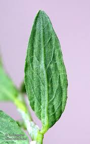 Attēlu rezultāti vaicājumam “Polygonum arenastrum leaf”