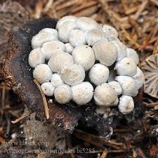 Attēlu rezultāti vaicājumam “Asterophora lycoperdoides”