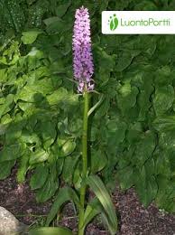 Attēlu rezultāti vaicājumam “Dactylorhiza cruenta leaf”