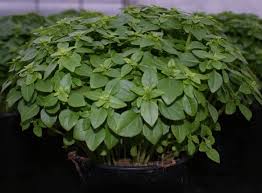 Image result for Basilikum