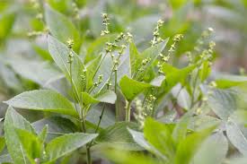 Attēlu rezultāti vaicājumam “Mercurialis perennis leaf”