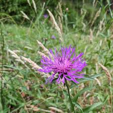 Attēlu rezultāti vaicājumam “Centaurea jacea fruit”